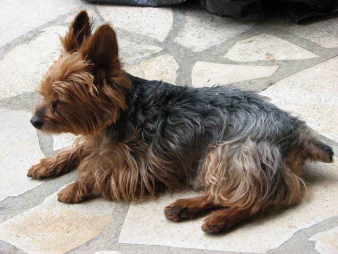 Photo de Yorkshire terrier