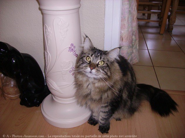 Photo de Maine coon