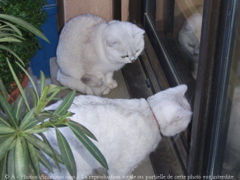 Photo de British shorthair