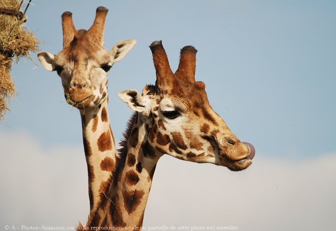 Photo de Girafe