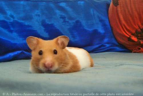 Photo de Hamster