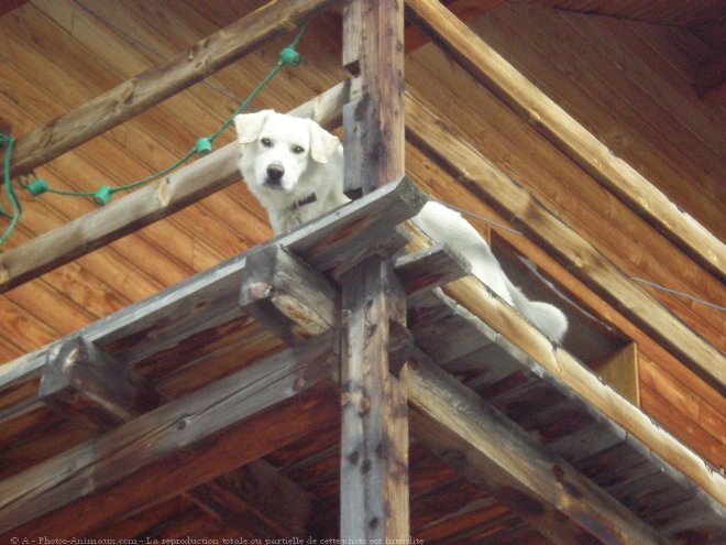 Photo de Labrador retriever