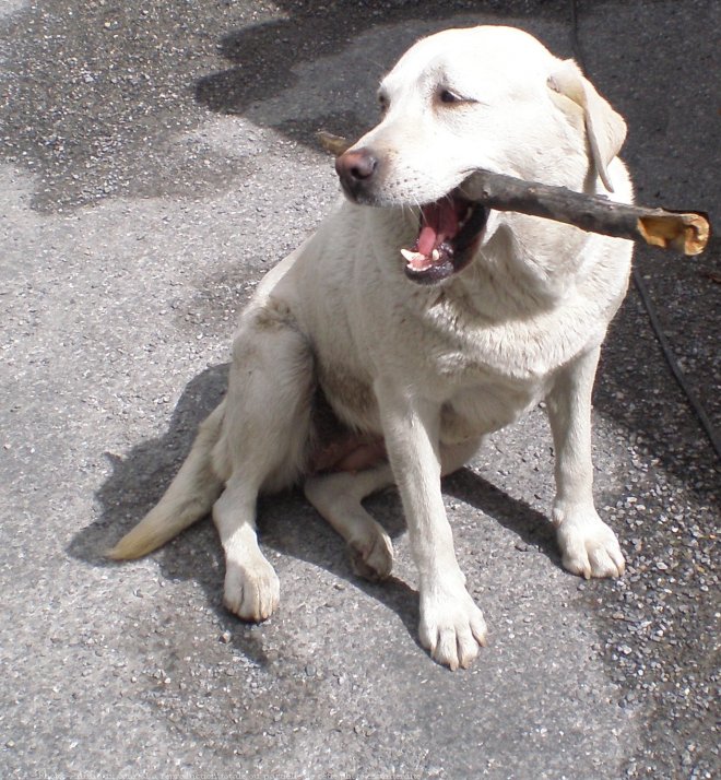 Photo de Labrador retriever