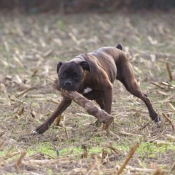 Photo de Boxer