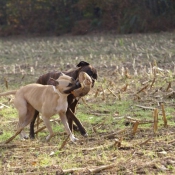 Photo de Races diffrentes