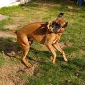 Photo de Boxer