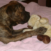 Photo de Bullmastiff