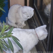 Photo de British shorthair