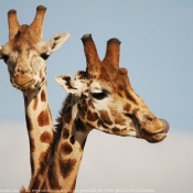 Photo de Girafe