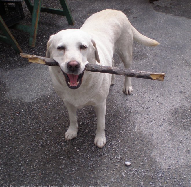 Photo de Labrador retriever