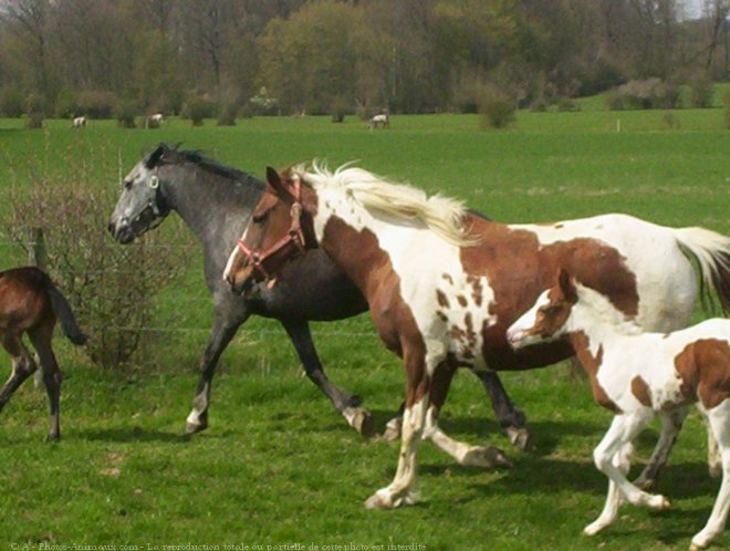 Photo de Paint horse