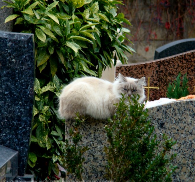 Photo de Chat domestique