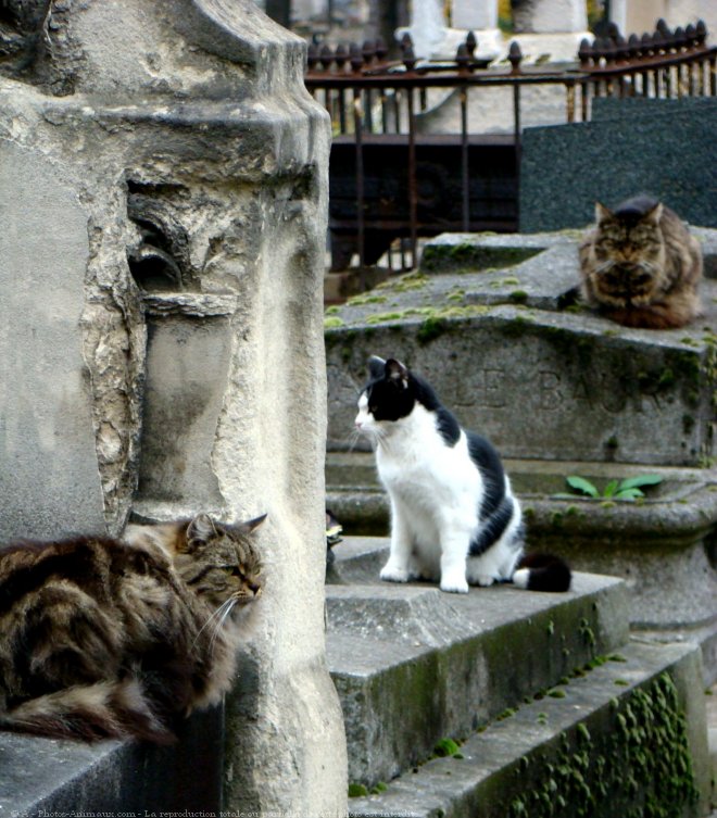 Photo de Chat domestique