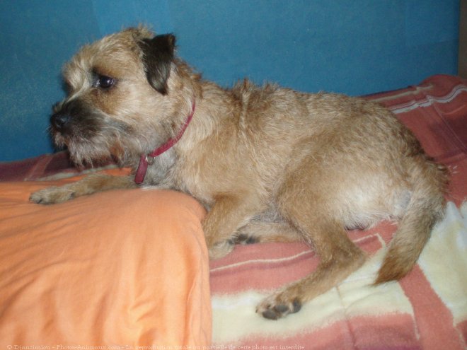 Photo de Border terrier