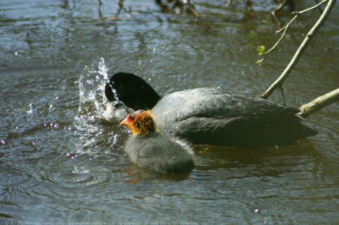 Photo de Foulque macroule