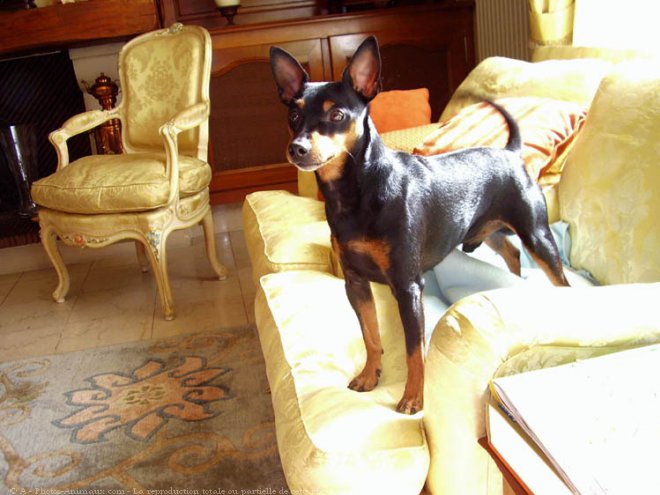 Photo de Pinscher nain