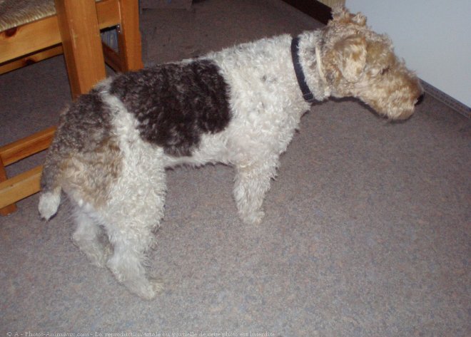 Photo de Fox terrier  poil dur