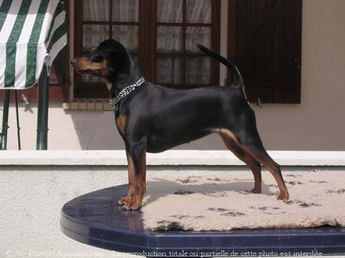 Photo de Pinscher nain