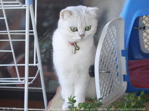 Photo de British shorthair