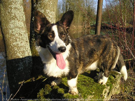 Photo de Welsh corgi cardigan