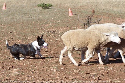 Photo de Welsh corgi cardigan