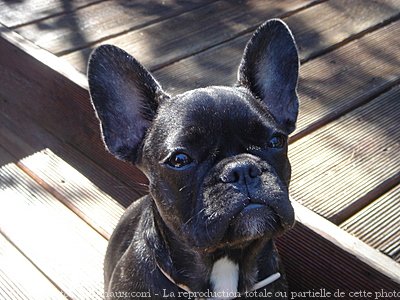 Photo de Bouledogue franais