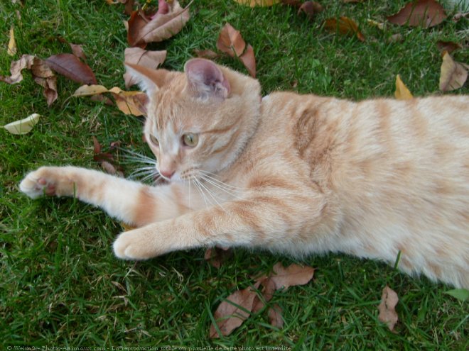 Photo de Chat domestique