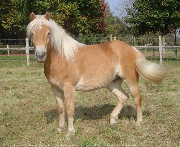 Photo de Haflinger