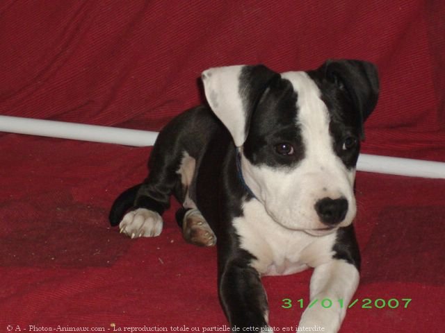 Photo d'American staffordshire terrier