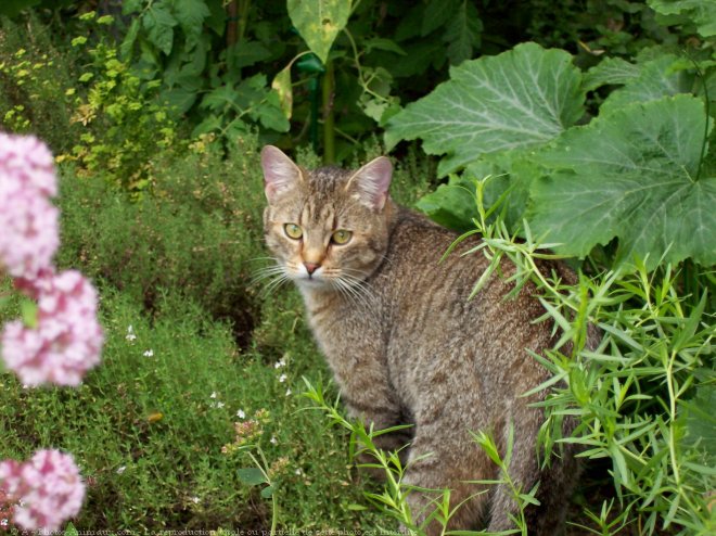 Photo de Chat domestique