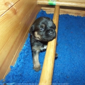 Photo de Border terrier