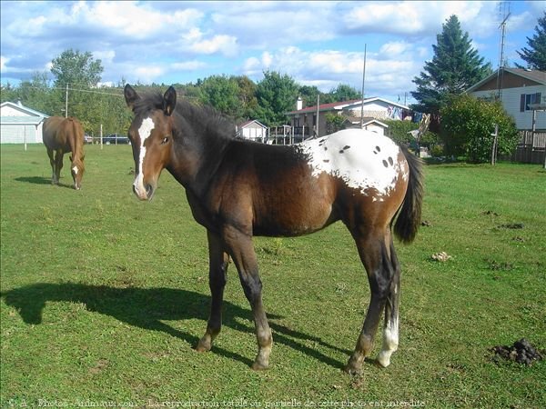 Photo de Races diffrentes