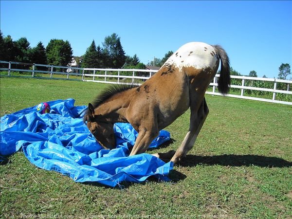 Photo de Races diffrentes