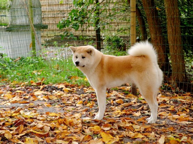 Photo d'Akita inu