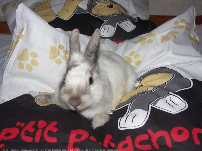 Photo de Lapin