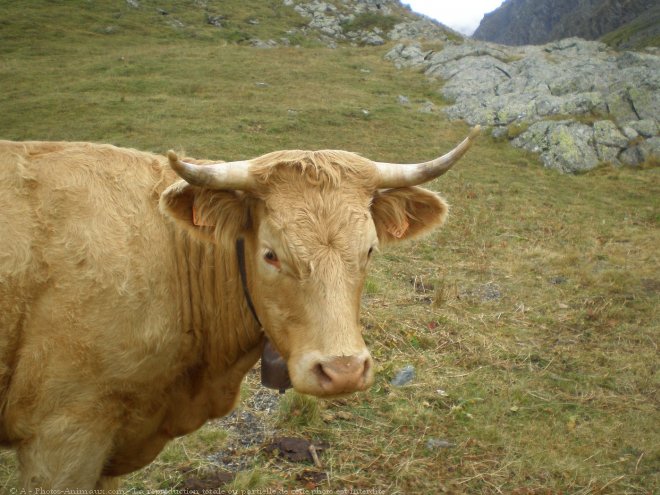 Photo de Vache