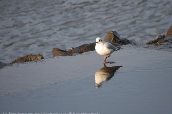 Photo de Mouette