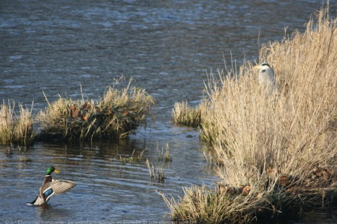 Photo de Canard