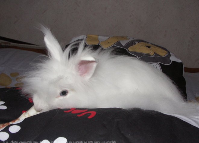 Photo de Lapin