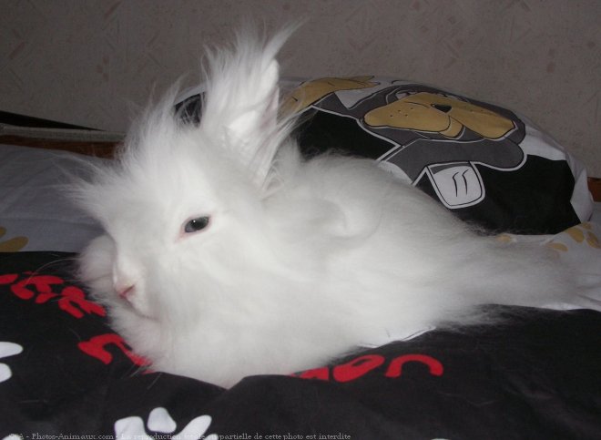 Photo de Lapin