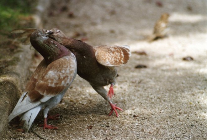 Photo de Pigeon