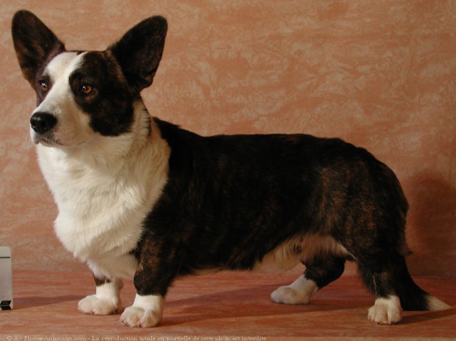 Photo de Welsh corgi cardigan