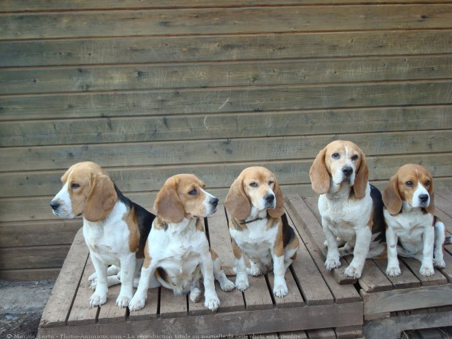 Photo de Beagle