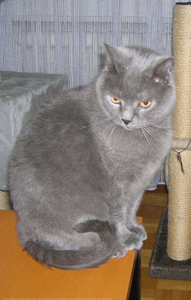 Photo de Chartreux