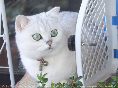 Photo de British shorthair