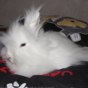 Photo de Lapin