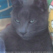 Photo de Chartreux