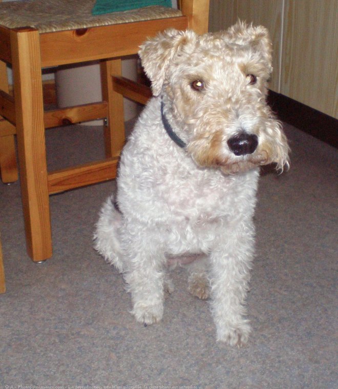 Photo de Fox terrier  poil dur