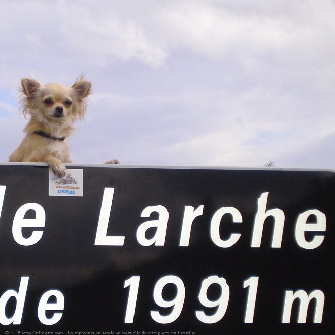 Photo de Chihuahua  poil long