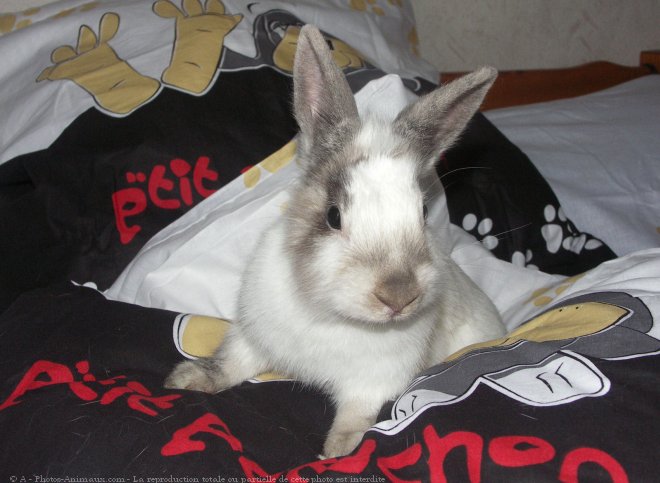 Photo de Lapin